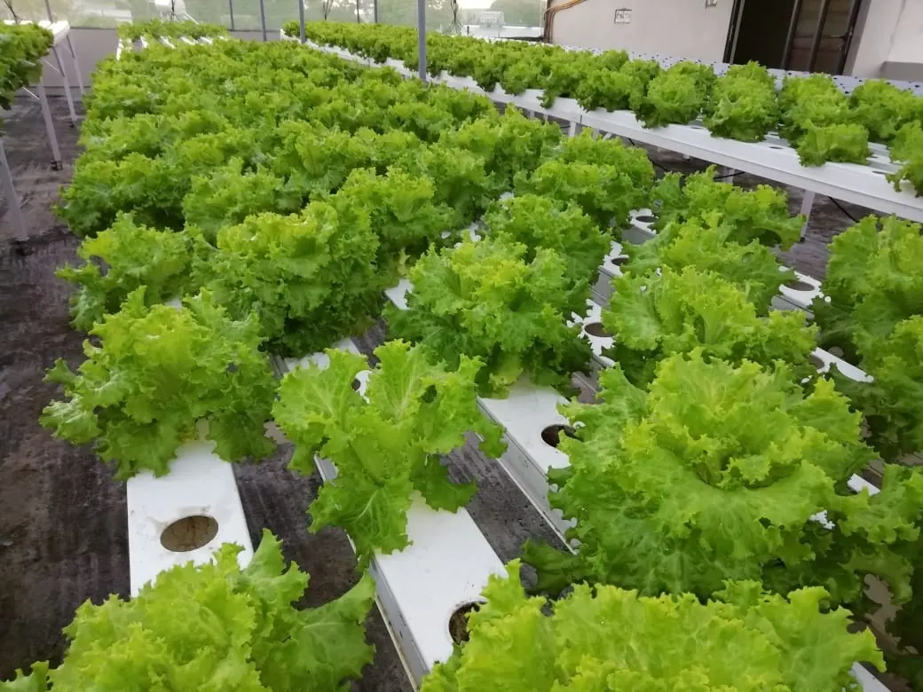 Aquaponics 4x2 inch NFT Pipe UPVC Pipe Hydroponics Channel Affordable Durable Hydroponics Vertical Farming