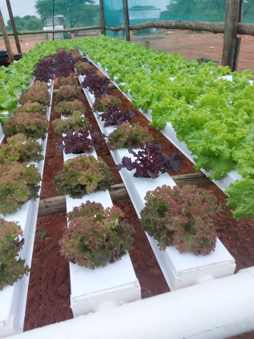 Factory price 100x50mm NFT channel grow tube for greenhouse hydroponics lettuce project vertical growing system farming