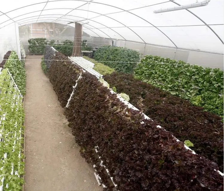 Factory price 100x50mm NFT channel grow tube for greenhouse hydroponics lettuce project vertical growing system farming