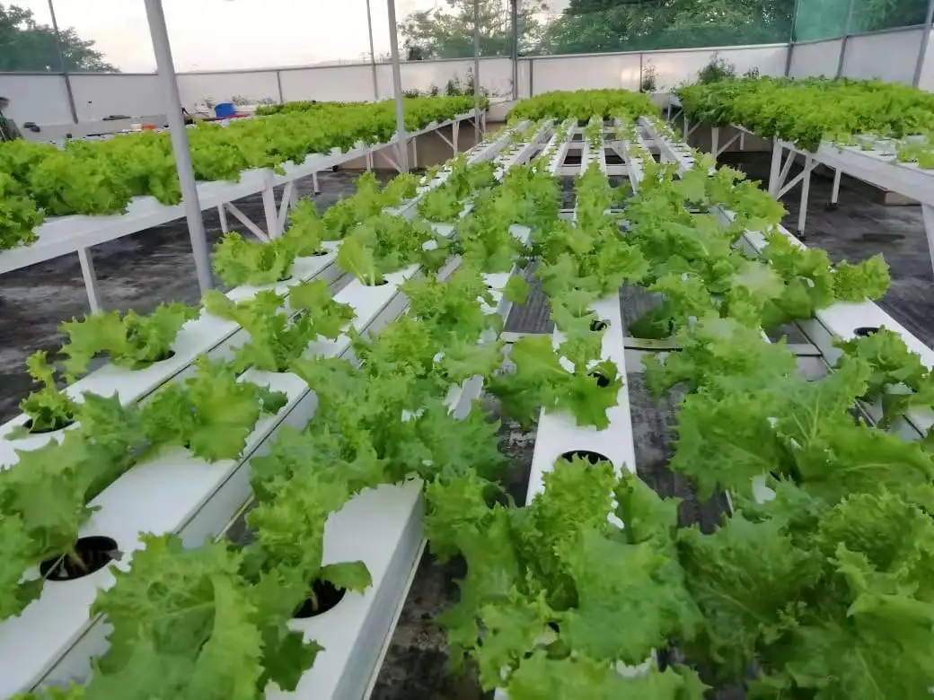 Factory price 100x50mm NFT channel grow tube for greenhouse hydroponics lettuce project vertical growing system farming