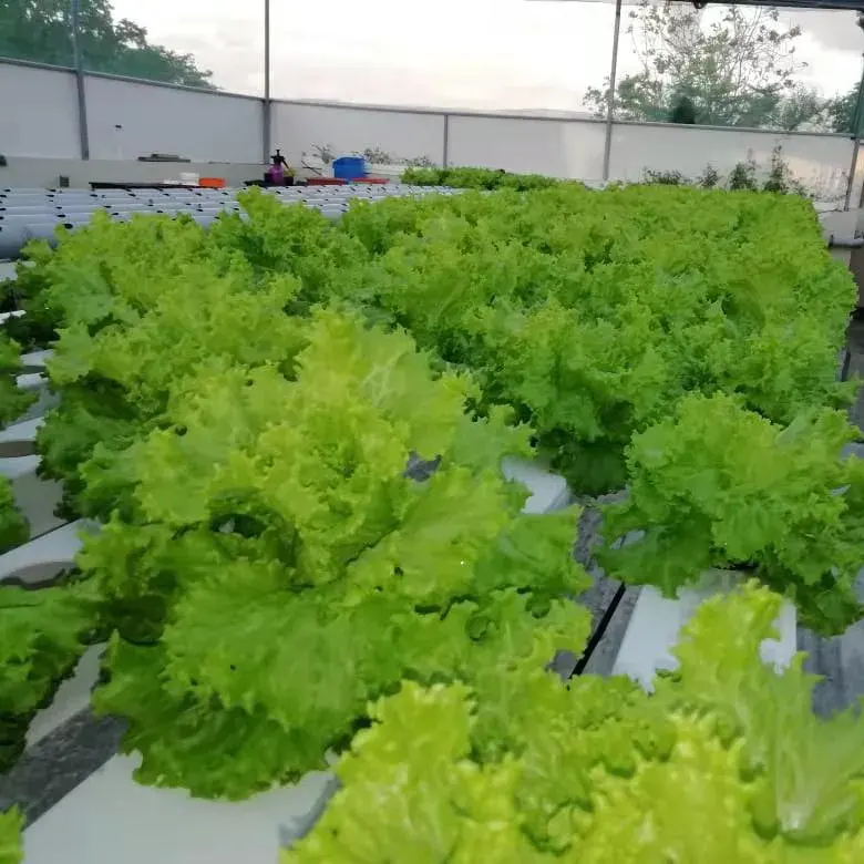 Greenhouse Equipment Atlanta Pipe NFT PVC Channel Water-Saving Vertical Farming Hydroponics Growing System