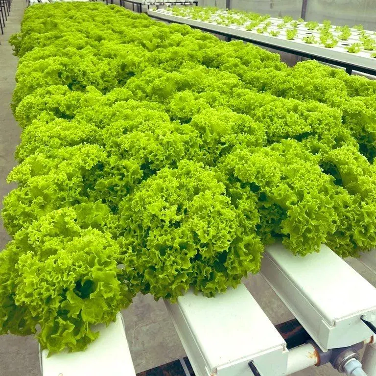 Greenhouse Equipment Atlanta Pipe NFT PVC Channel Water-Saving Vertical Farming Hydroponics Growing System