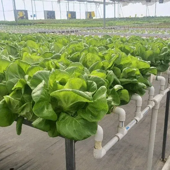 Greenhouse Equipment Atlanta Pipe NFT PVC Channel Water-Saving Vertical Farming Hydroponics Growing System