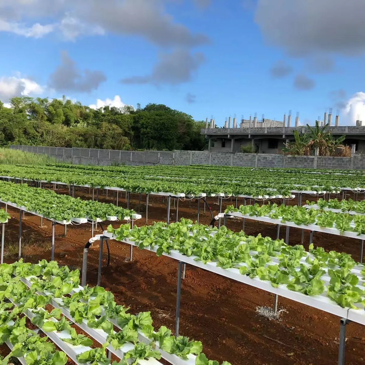 Greenhouse Equipment Atlanta Pipe NFT PVC Channel Water-Saving Vertical Farming Hydroponics Growing System