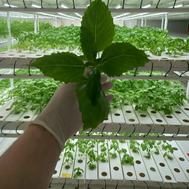 Hydroponics Greenhouse Equipment NFT PVC Channel for Growing System