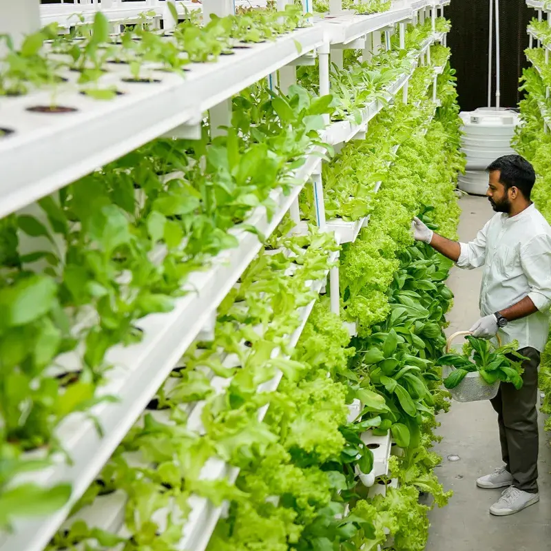 G&N Hydroponics Greenhouse Equipment NFT PVC Channel for Growing System
