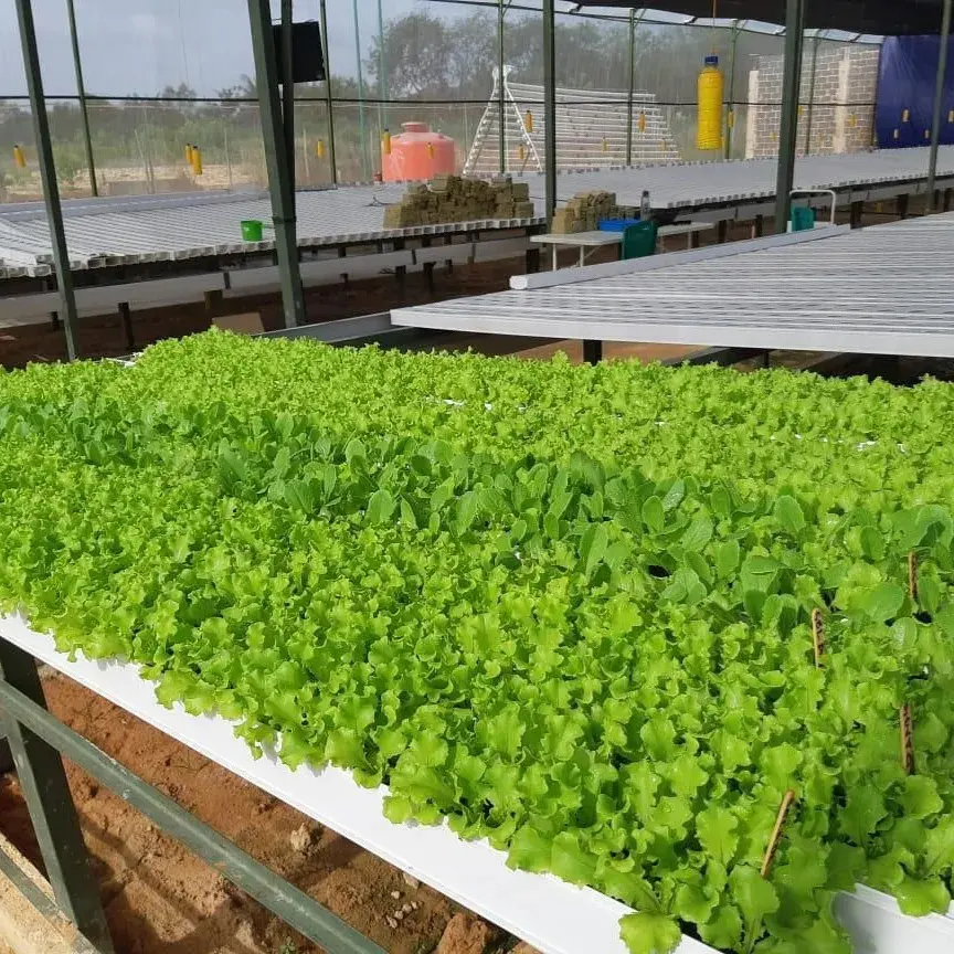 G&N Hydroponics Greenhouse Equipment NFT PVC Channel for Growing System