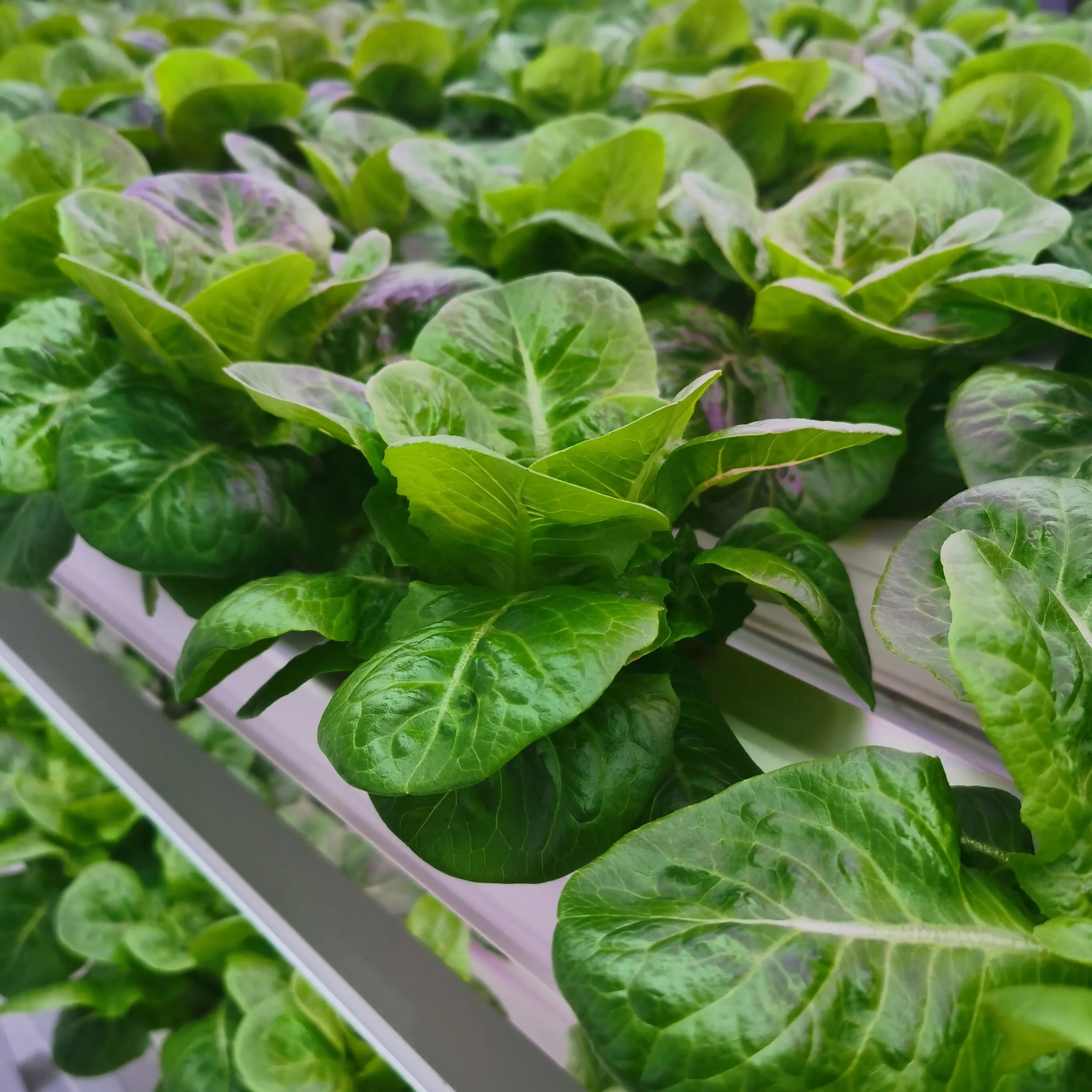 Hydroponics Greenhouse Water Saving PVC NFT Channel Pipe Net Pot Vertical Farming Growing System