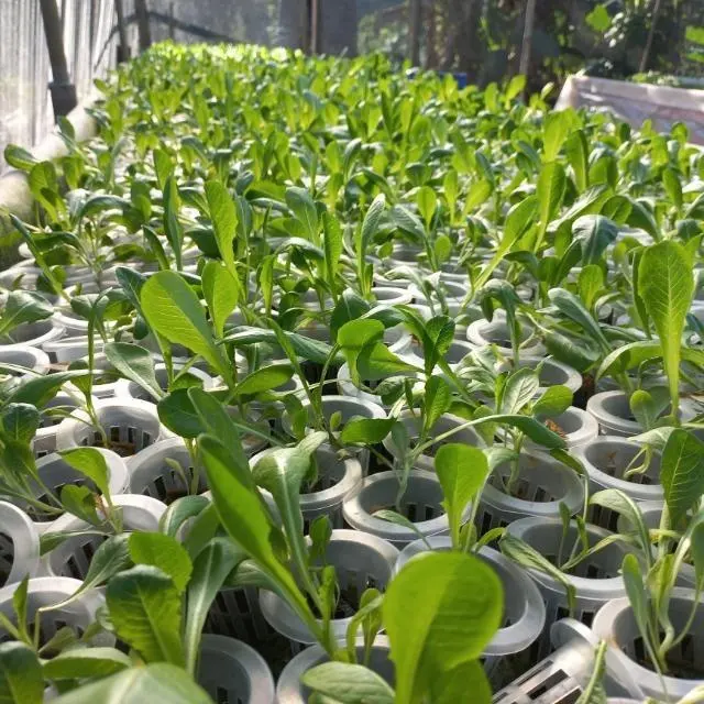 G&N Hydroponics Water Saving Hydroponics Greenhouse Equipment Virgin PVC NFT Channel Net Pot for Vertical Farming Growing System