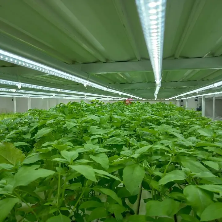 Commercial Planting Hydroponics Greenhouse Water Saving PVC NFT Channel Pipe Net Pot Vertical Farming Growing System
