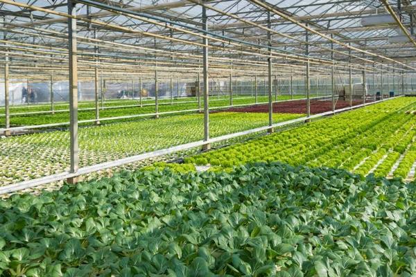 Commercial Planting Hydroponics Greenhouse Water Saving PVC NFT Channel Pipe Net Pot Vertical Farming Growing System