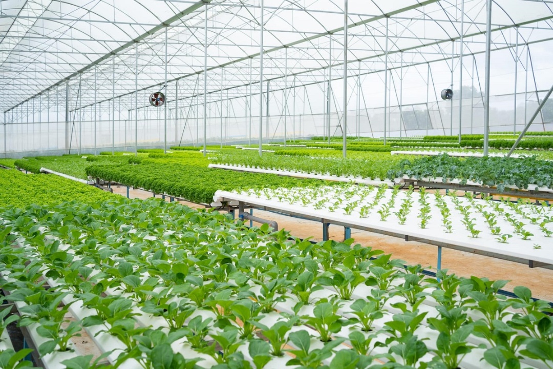 Commercial Planting Hydroponics Greenhouse Water Saving PVC NFT Channel Pipe Net Pot Vertical Farming Growing System