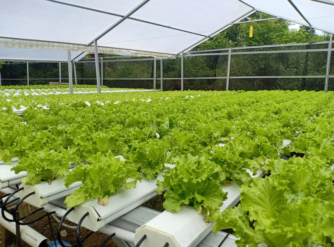 Commercial Planting Hydroponics Greenhouse Water Saving PVC NFT Channel for Vertical Farming Growing System