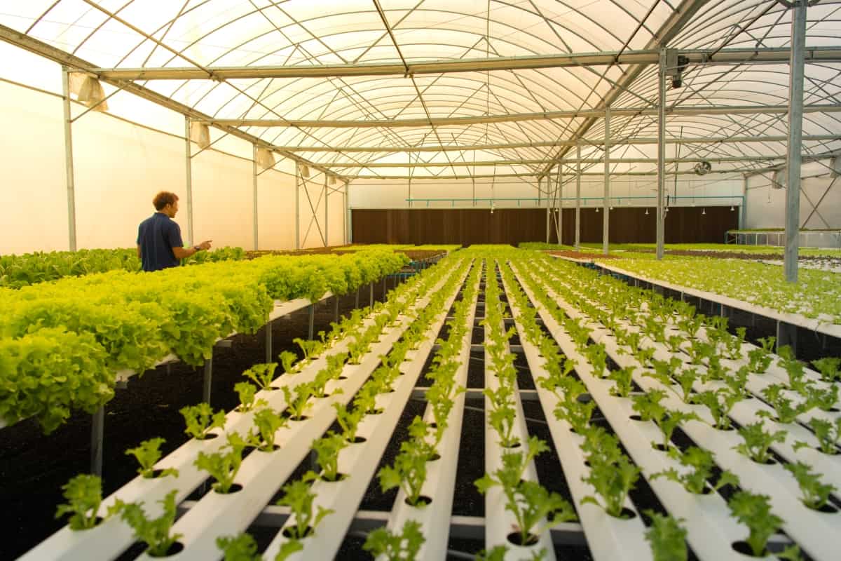 Commercial Planting Hydroponics Greenhouse Water Saving PVC NFT Channel for Vertical Farming Growing System