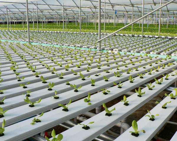 Growers hydroponics 4