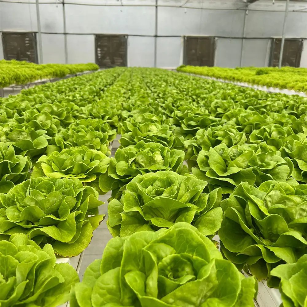 grow system greenhouse supplier vertical farm greenhouse system hydroponics growing equipment