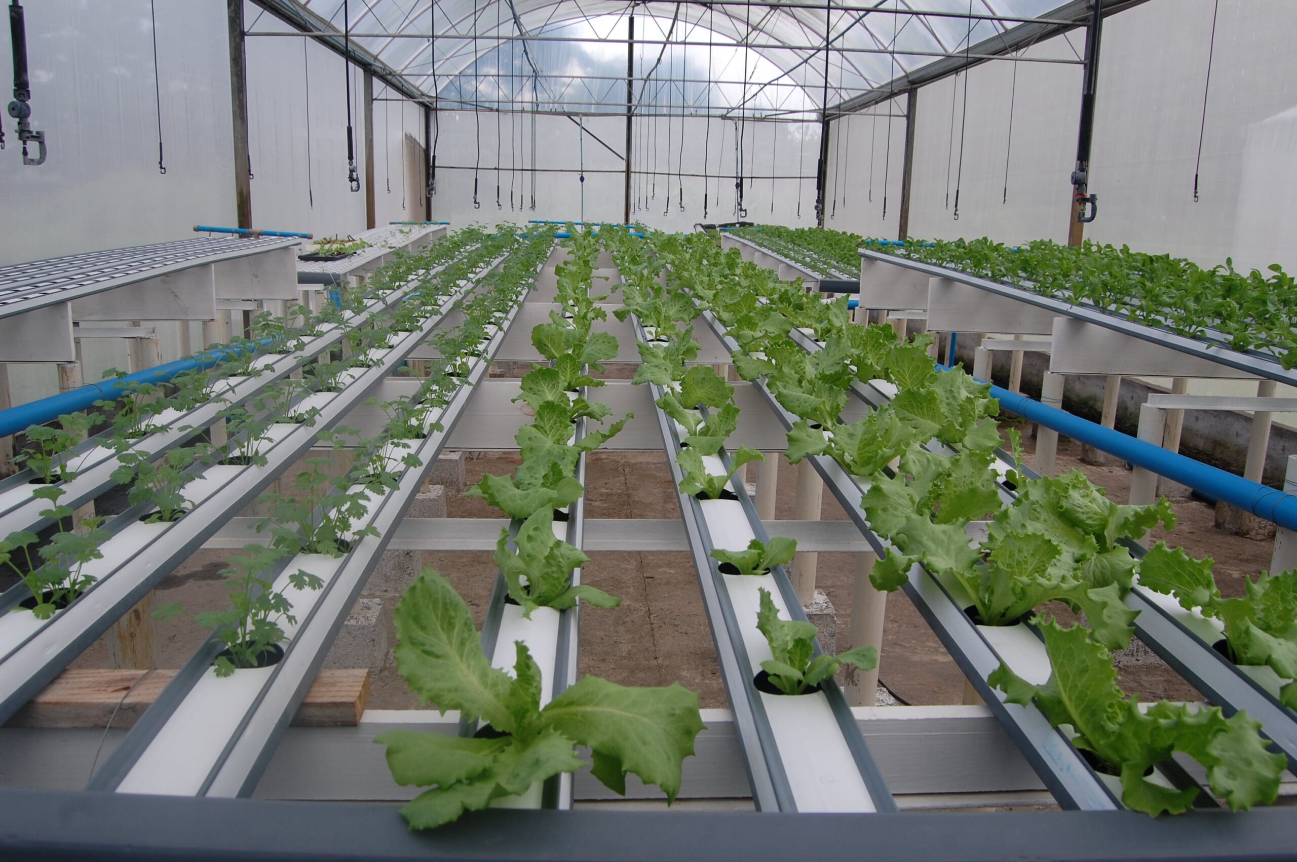 grow system greenhouse supplier vertical farm greenhouse system hydroponics growing equipment