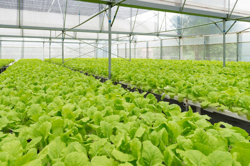 grow system greenhouse supplier vertical farm greenhouse system hydroponics growing equipment