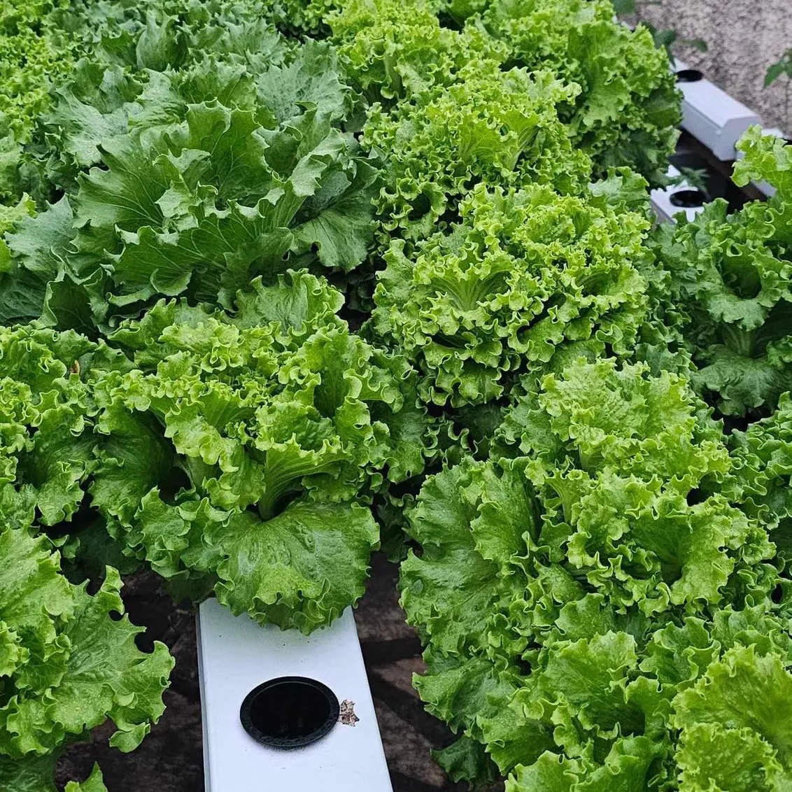 hydroponic growing systems greenhouse vegetables hydroponics growing