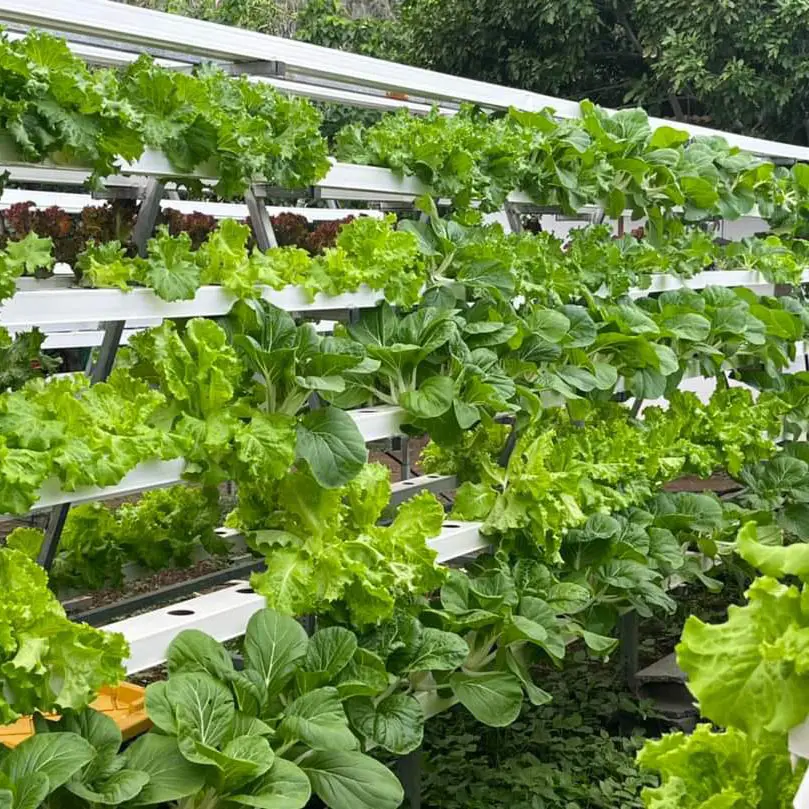hydroponic growing systems greenhouse vegetables hydroponics growing