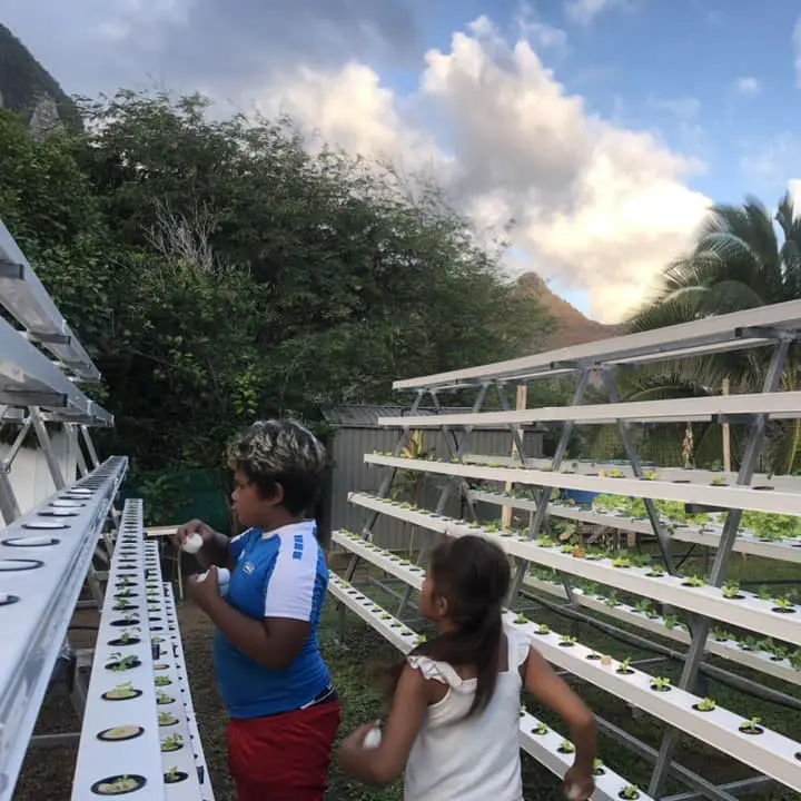 hydroponic growing systems greenhouse vegetables hydroponics growing