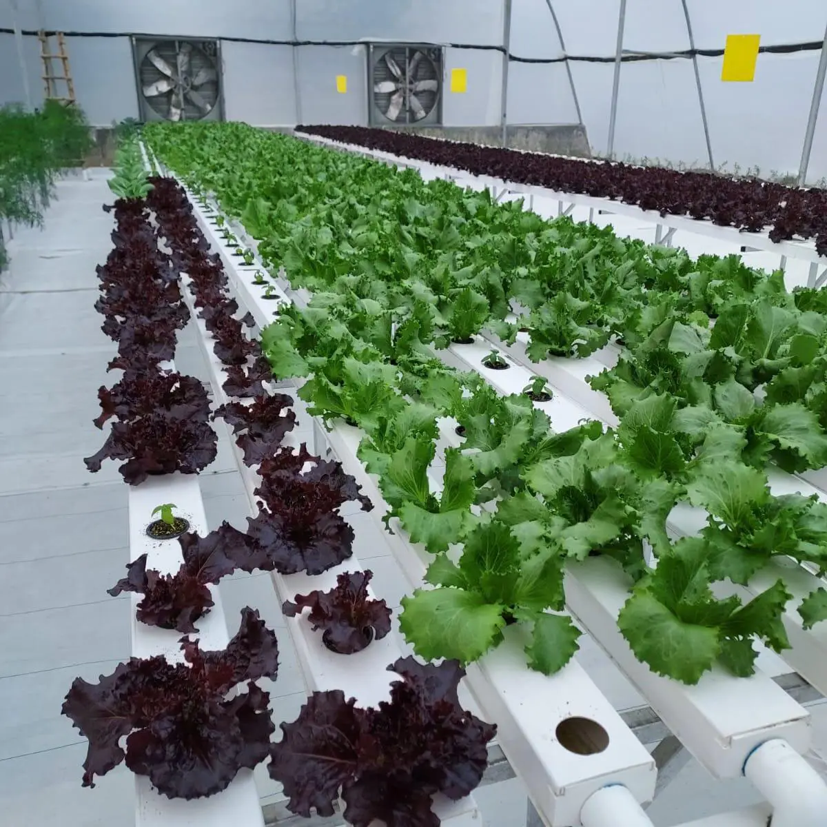 hydroponic growing systems greenhouse vegetables hydroponics growing