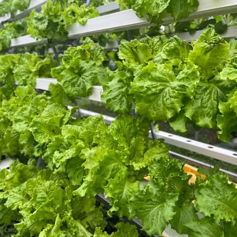 hydroponic growing systems greenhouse vegetables hydroponics growing