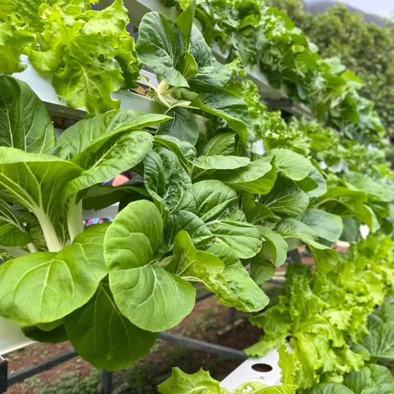 hydroponic growing systems greenhouse vegetables hydroponics growing
