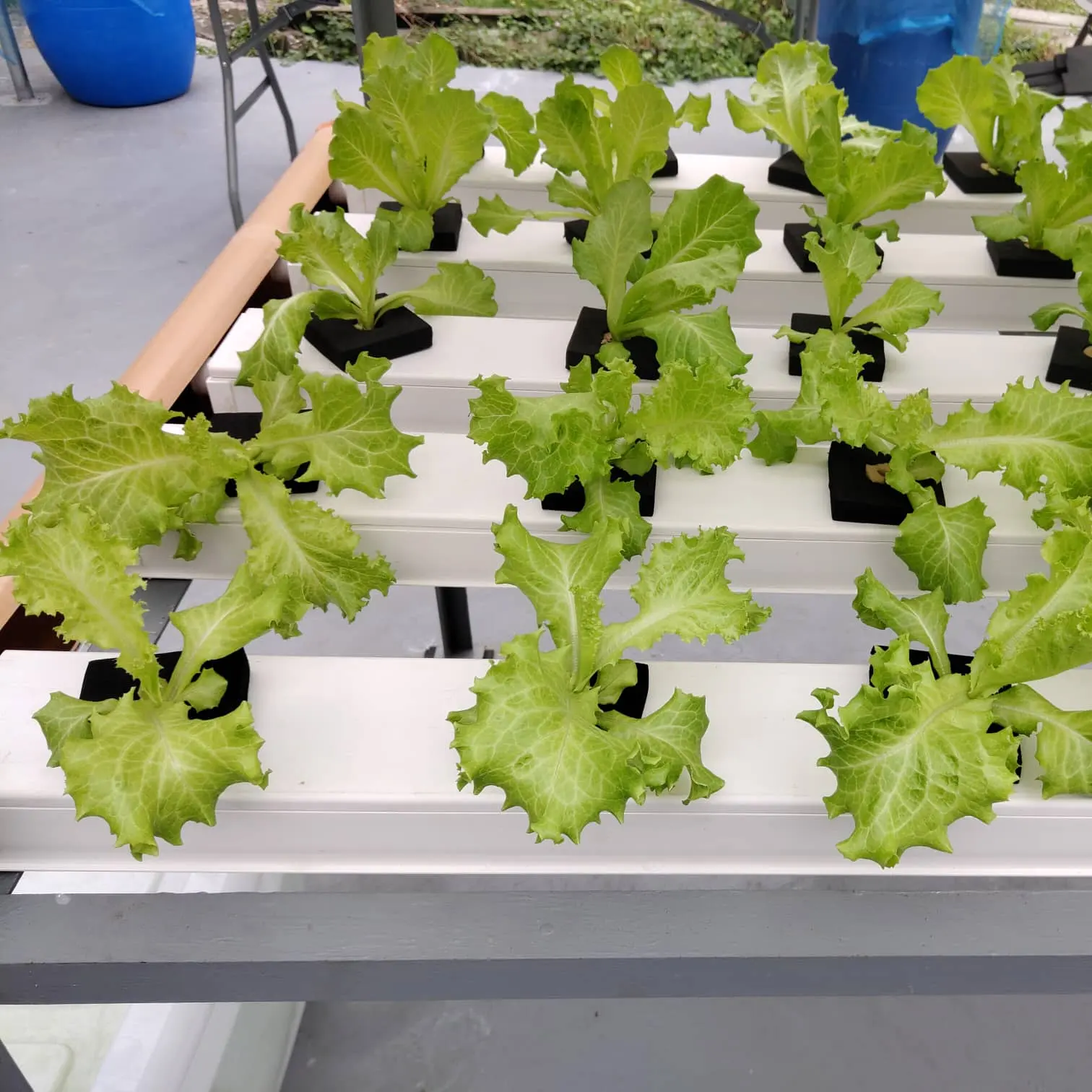 hidroponic system farm system hydroponic nft channel hydroponics growing