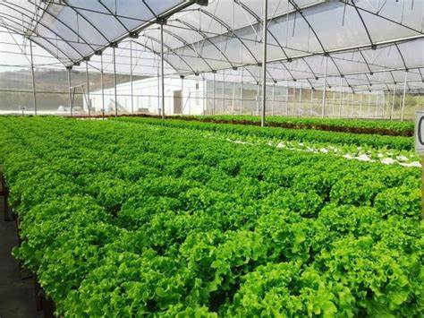 hydroponics nft systems farm system hydroponic nft channel hydroponics growing