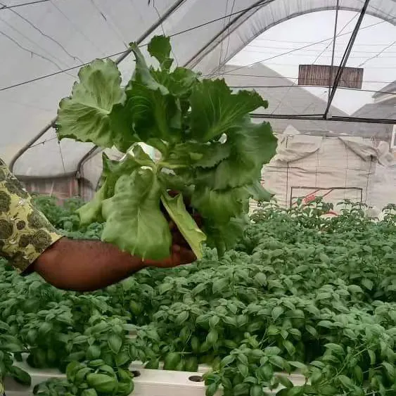 garden hydroponic farm system hydroponic nft channel hydroponics growing