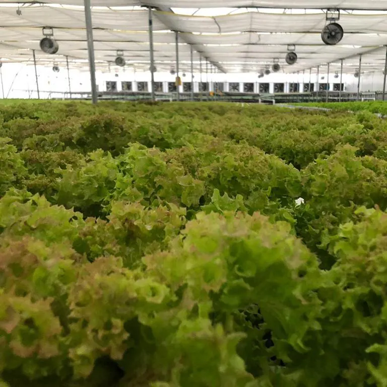garden hydroponic farm system hydroponic nft channel hydroponics growing