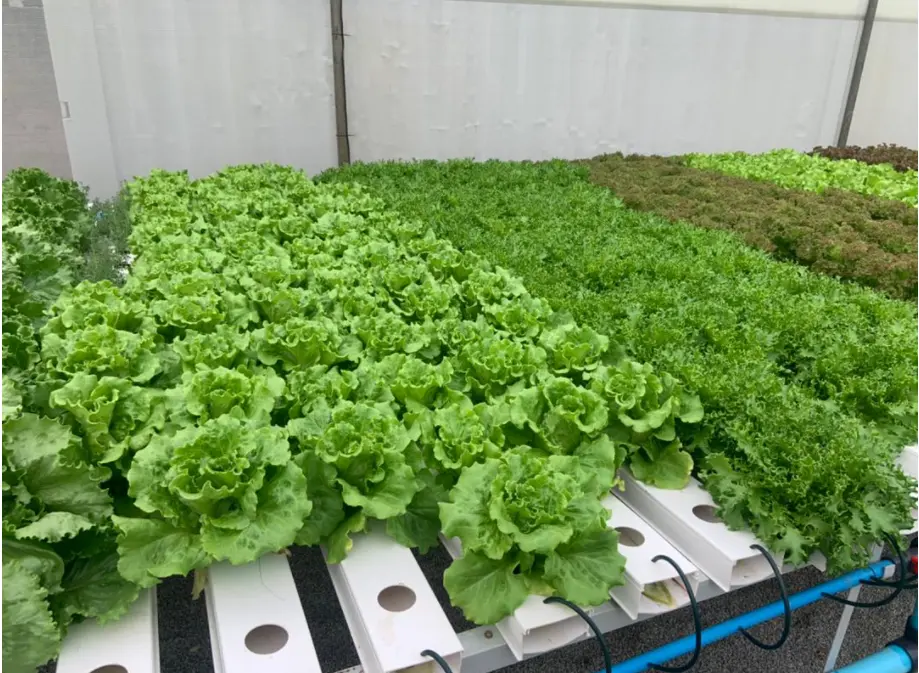 Hydroponics System Applicable Industries Farming Quality Best Price Horizontal Hydroponic Vegetable Growing Equipment