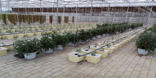 Bucket Plant: Premium - Quality, Strong Supply from Our Hydroponics Factory