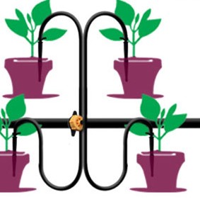 bucket tomatoes plants
