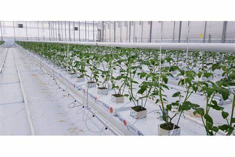 bucket planting tomatoes