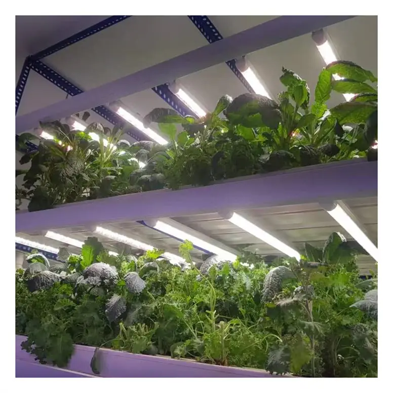 Vegetable Factory Muti-Layer Saving Water and Nutrient 100*55mm NFT Channel Hydroponics