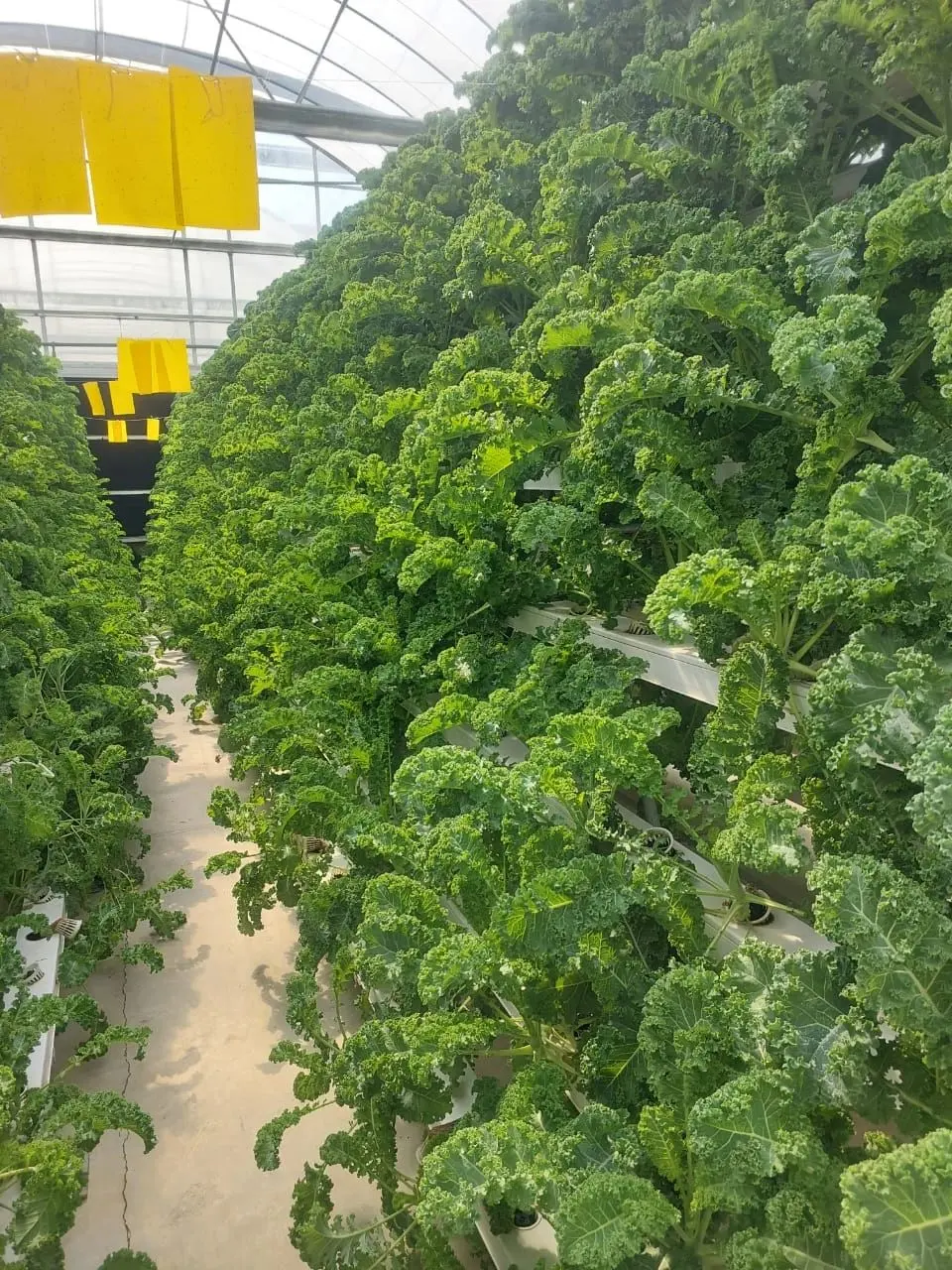 Vegetable Factory Hydroponics Grow Tent NFT Channel with Lighting Grow Tent Kits Leafy Vegetable