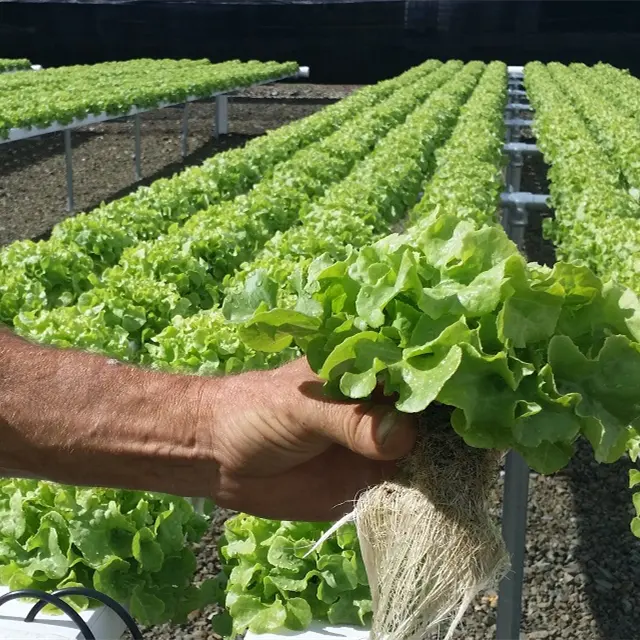 Square PVC Hydroponics Pipe hydroponic grow system Manufacturer for Greenhouse and Farming