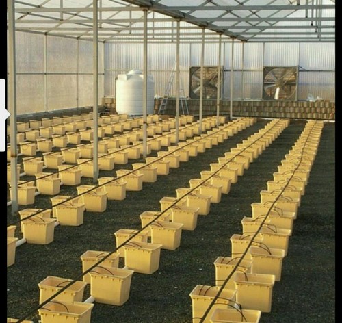 Cultivate Success with a High - Quality Hydroponic Grow Bucket