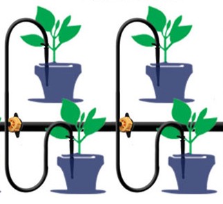 hydroponic dutch bucket system