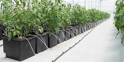bucket planter