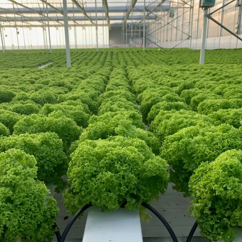 On Sale NFT hydroponic fodder channel greenhouse hydroponics system