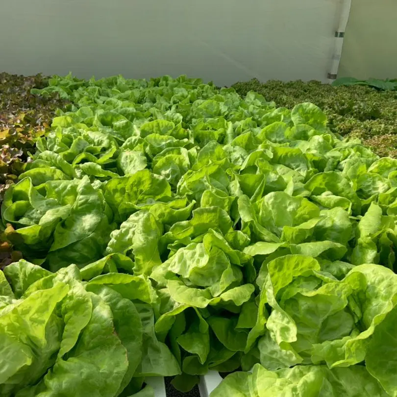 On Sale NFT hydroponic fodder channel greenhouse hydroponics system