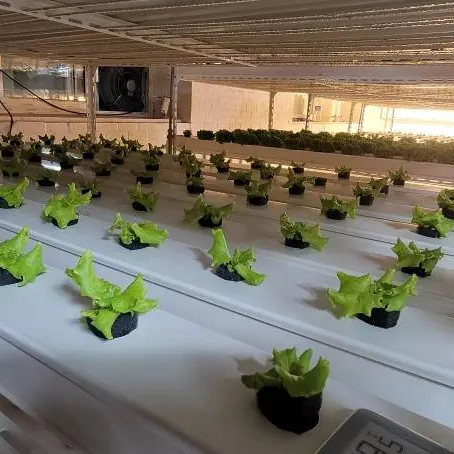 Smart Farm Container Greenhouse agricultural greenhouses with Nft Hydroponic Growing System