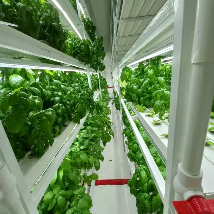 Smart Farm Container Greenhouse agricultural greenhouses with Nft Hydroponic Growing System