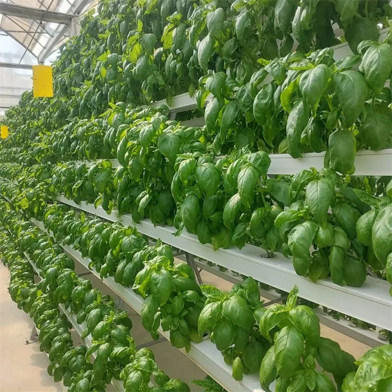 Smart Farm Container Greenhouse agricultural greenhouses with Nft Hydroponic Growing System