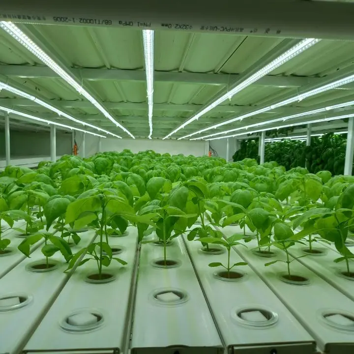 Greenhouse Agriculture grow system Hydroponics NFT System Vertical Farming For Vegetable Growing