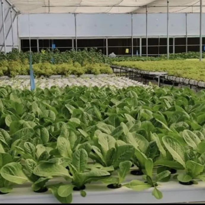 Hydroponic Growing Systems Leafy Vegetable Lettuce Flower Green Onion In Greenhouse For Tomato Planting