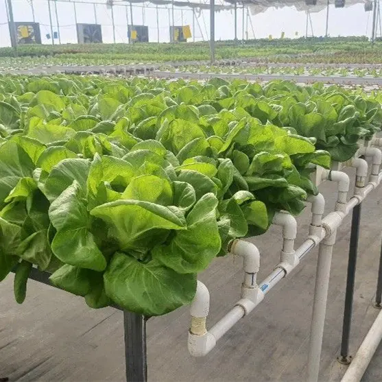 Hydroponic Growing Systems Leafy Vegetable Lettuce Flower Green Onion In Greenhouse For Tomato Planting